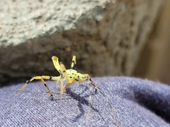 Armillatus