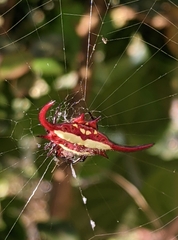 Gasteracantha falcicornis