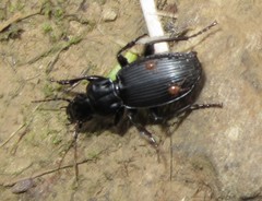 Berzercon ferdinandi