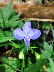 Lobelia erinus