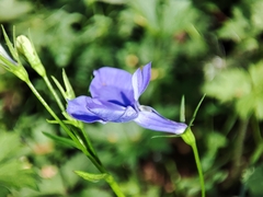 Lobelia erinus