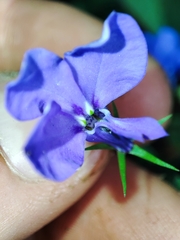 Lobelia erinus