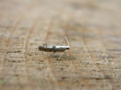 Argyresthia conjugella