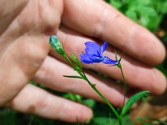 Lobelia erinus