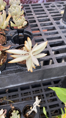 Magnoliopsida