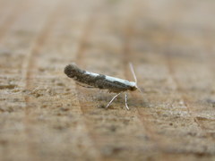 Argyresthia conjugella