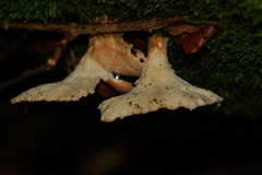 Pleurotus cornucopiae