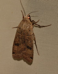 Noctua orbona