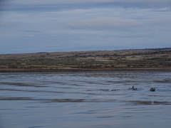 Cephalorhynchus eutropia