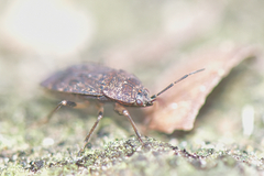 Rhyparothesus atomarius