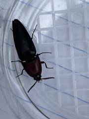 Parallelostethus attenuatus