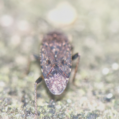 Rhyparothesus atomarius