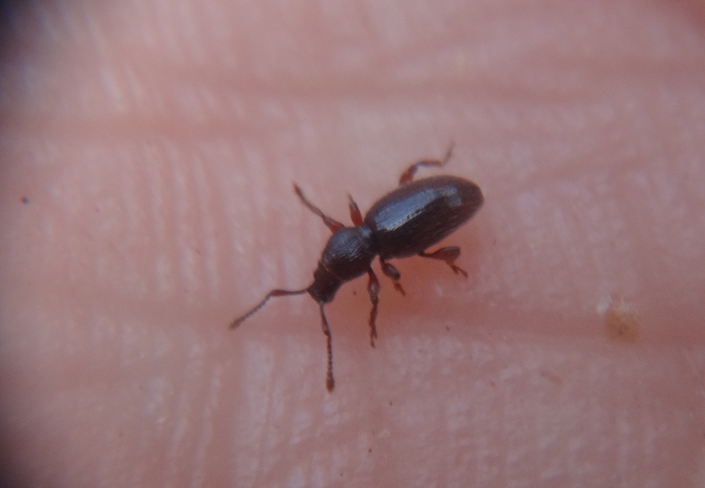 Weevil