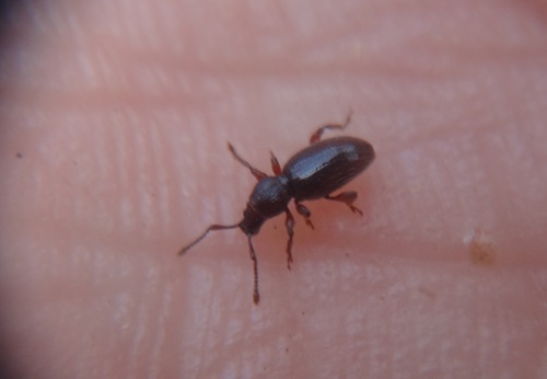 Weevil