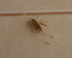 Cyrtaspis tuberculata