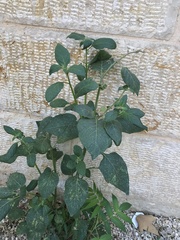 Solanum nigrum