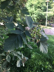 Scandosorbus intermedia