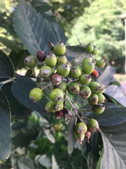 Scandosorbus intermedia