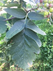 Scandosorbus intermedia