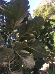 Scandosorbus intermedia