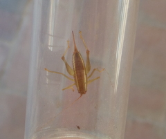 Cyrtaspis tuberculata