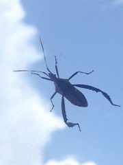 Leptoglossus gonagra