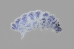 Odontellidae