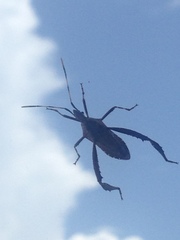 Leptoglossus gonagra