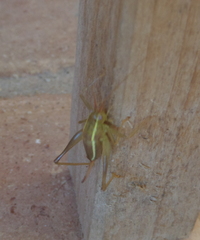 Cyrtaspis tuberculata