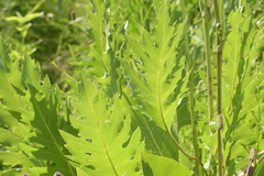 Silphium laciniatum × terebinthinaceum