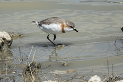 Charadrius pallidus