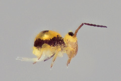 Sminthurides hyogramme