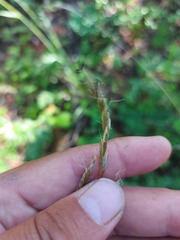 Helictochloa hookeri schelliana