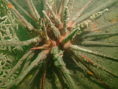 Prionocidaris baculosa