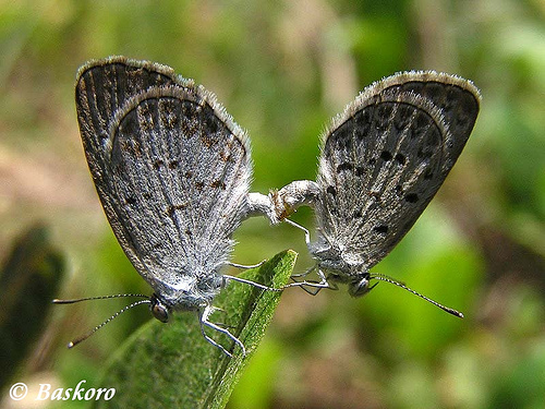 Lesser Grass Blue, photo 9 of 9