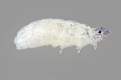 Odontellidae