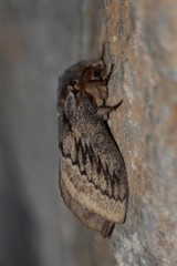 Pachypasa otus
