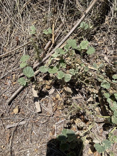 iNaturalist observation photo of alkali mallow