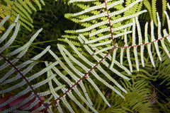 Gleichenia rupestris