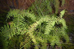 Gleichenia rupestris