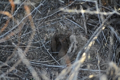 Prosopanche americana