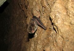 Myotis escalerai