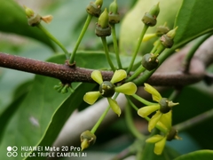 Salacia chinensis