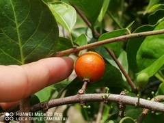 Salacia chinensis