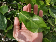 Salacia chinensis
