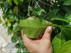 Salacia chinensis