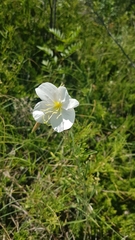 Oenothera nuttallii