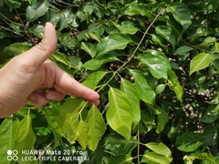 Salacia chinensis
