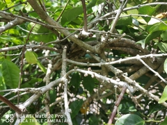 Salacia chinensis