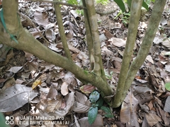Salacia chinensis